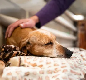 Dog Abscess What to Look Out For & Best Treatment
