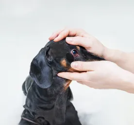 Dog Conjunctivitis Symptoms and Treatment