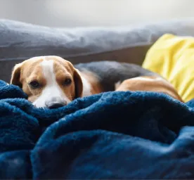 Dog Miscarriage