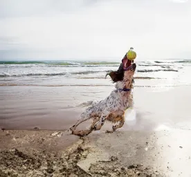 Dog-Friendly Beaches You Can Enjoy All Year Round