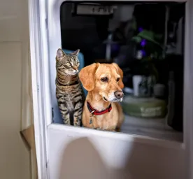 Dogs That Are Good with Cats