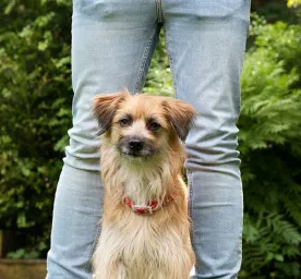 Enriching You and Your Dog’s Life