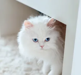 Gorgeous White Cat Breeds to Welcome to the Family