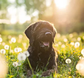 Hay Fever in Dogs