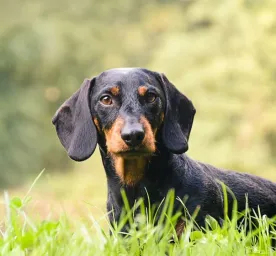 Hound Dogs: Everything You Need to Know