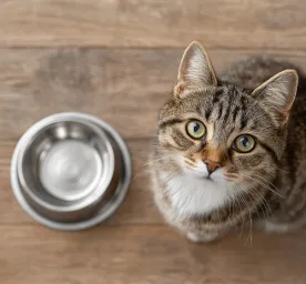 How Long Can Cats Go Without Food and When To Be Concerned
