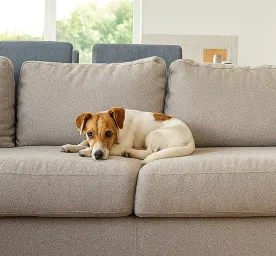 How Long Can You Leave a Dog Alone