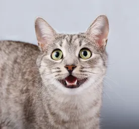 How Many Teeth Do Cats Have Revealed