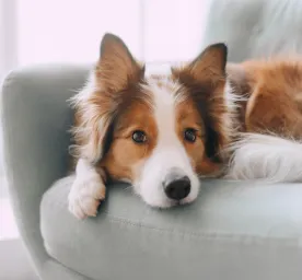 How Much Space Do Dogs Need