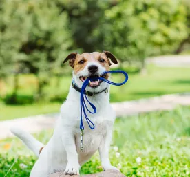 How Often Should You Walk Your Dog