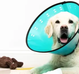 How to Care for Your Dog After Surgery