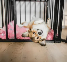 How to Crate Train a Puppy