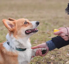 How to Start Clicker Training Your Dog