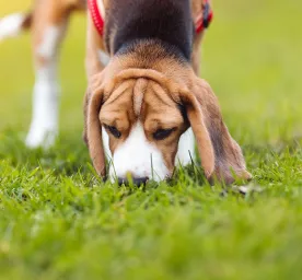 How to Start Scent Training for Puppies