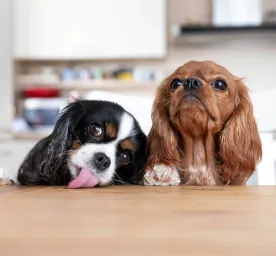 How to Stop Puppy Jumping Up: Top Tips Explained