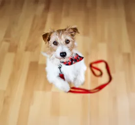 How to Stop Your Dog Begging