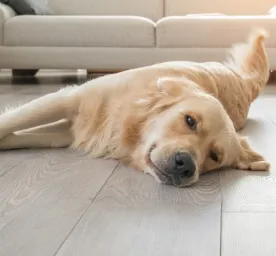 How to Teach a Dog to Play Dead in 11 Easy Steps