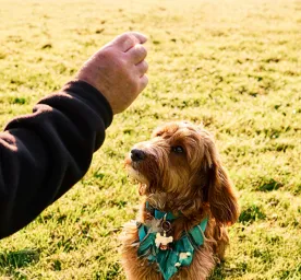 How to Teach a Dog to Roll Over in 10 Easy Steps