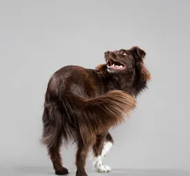 How to Teach a Dog to Spin 