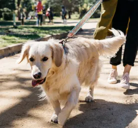 How to Train Your Dog to Ignore Other Dogs