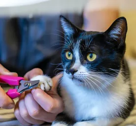 How to Trim Cat Nails Our Stress-Free Guide