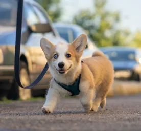 How to Walk a Puppy for the First Time Our Easy Guide