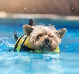 Hydrotherapy for Dogs Can It Help Your Pet Heal