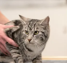 Hyperthyroidism in Cats
