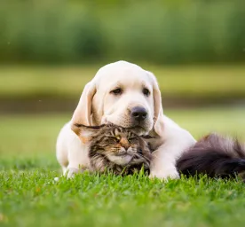 Introducing a New Puppy to Dogs and Other Pets