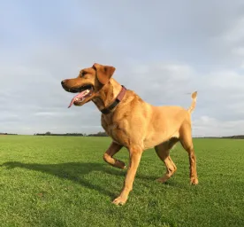 Luxating Patella in Dogs Symptoms and Treatment