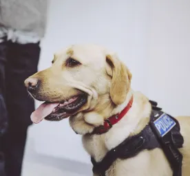 Military and Police Dogs