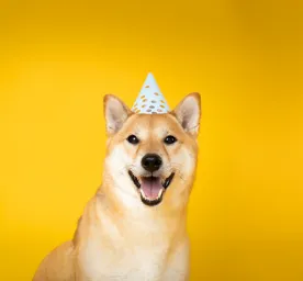 New Year’s Resolutions: A Dog’s Perspective