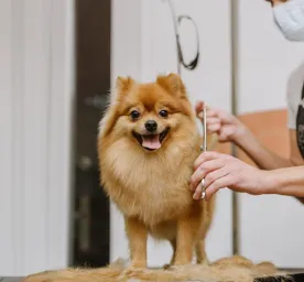 Introducing Your New Cat to Your Other Pets