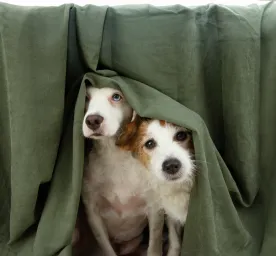 Panic Attacks in Dogs: Causes, Symptoms, and Treatment