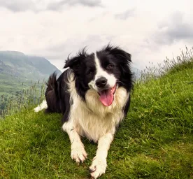 Pastoral Dogs: Everything You Need to Know