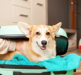 Pet friendly holiday homes