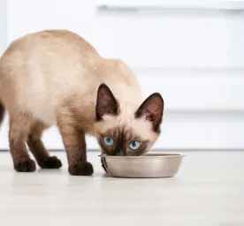 Probiotics for Cats: Why Are They So Important