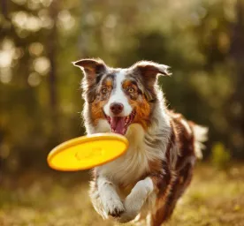 Puppy Recall Training in 6 Easy Steps