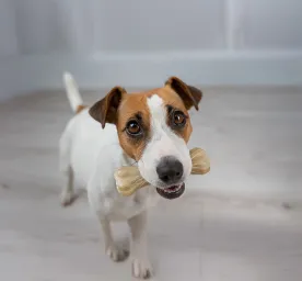Rawhide for Dogs