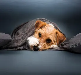 Reverse Sneezing in Dogs: Causes & How to Help 