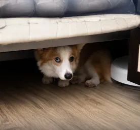 Storm Phobia: Is Your Dog Afraid of Thunder? 