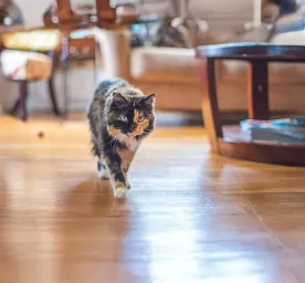 The Most Fascinating Tortoiseshell Cat Facts