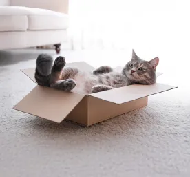 Top 10 Fun Cat Names