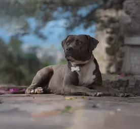 Top 10 Grey Dogs to Welcome to the Family