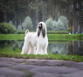 Top 10 High Maintenance Dog Breeds