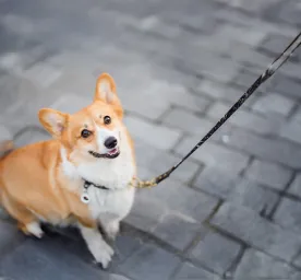 Top 40 Welsh Dog Names You Will Love