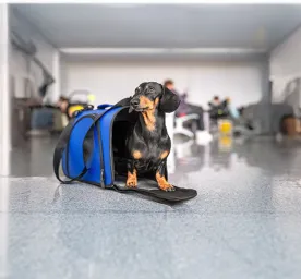Travelling with Your Dog on a Plane