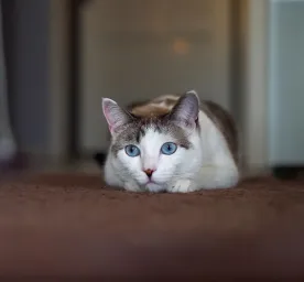Vestibular Disease in Cats Top Symptoms and Best Treatment