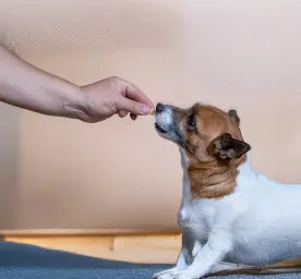 Vitamin C for Dogs