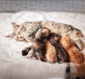 Weaning Kittens The Easy Guide for New Owners